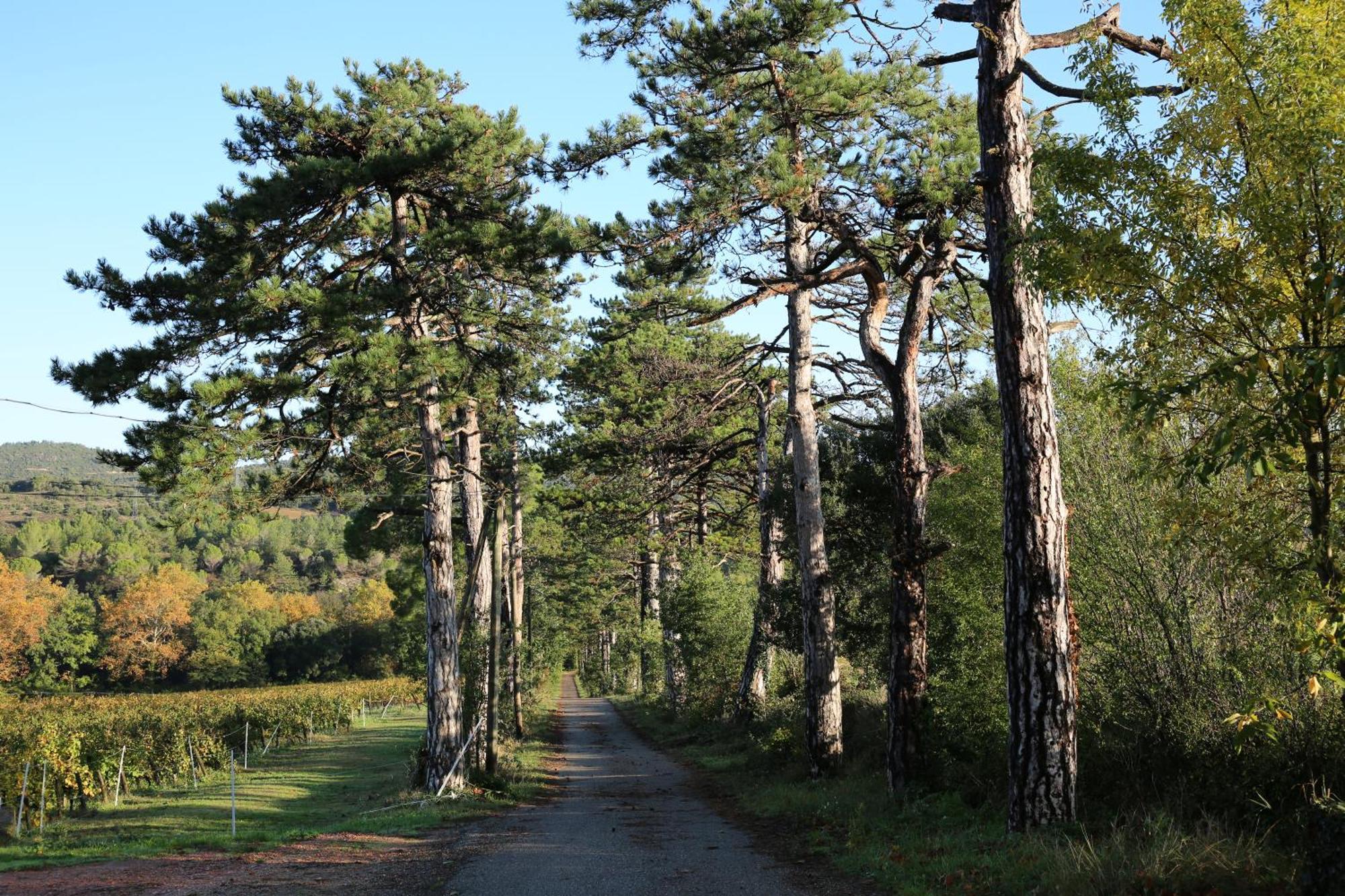 Gres Vaillant Villa Saint-Polycarpe Exteriör bild